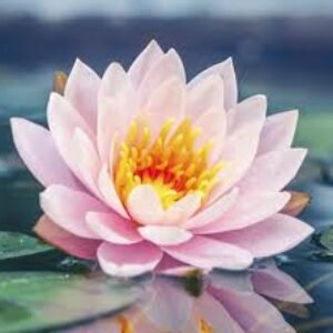 Profile photo of Jessica